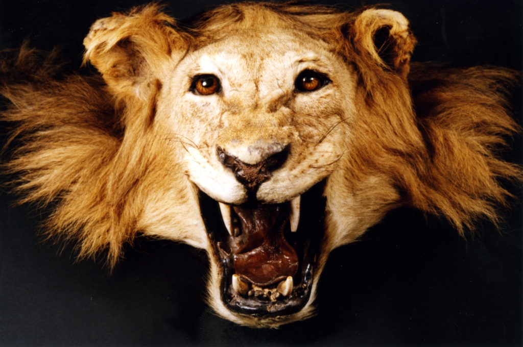 Lion skin