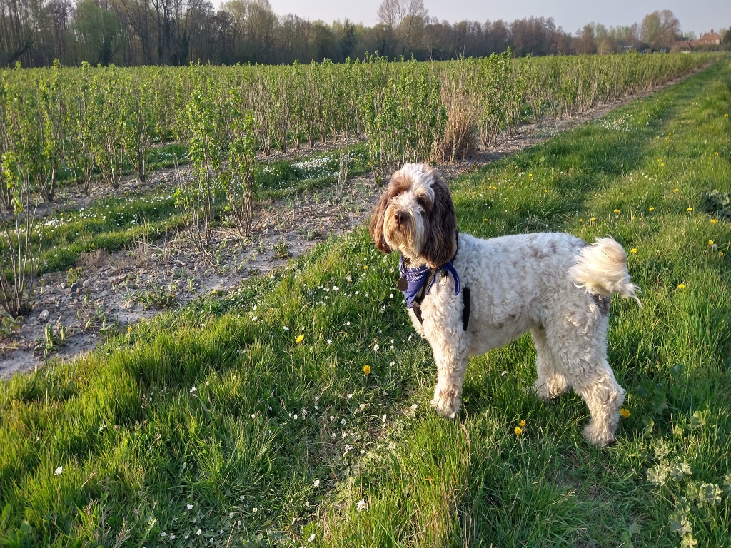 White and Brown dog standing in a field