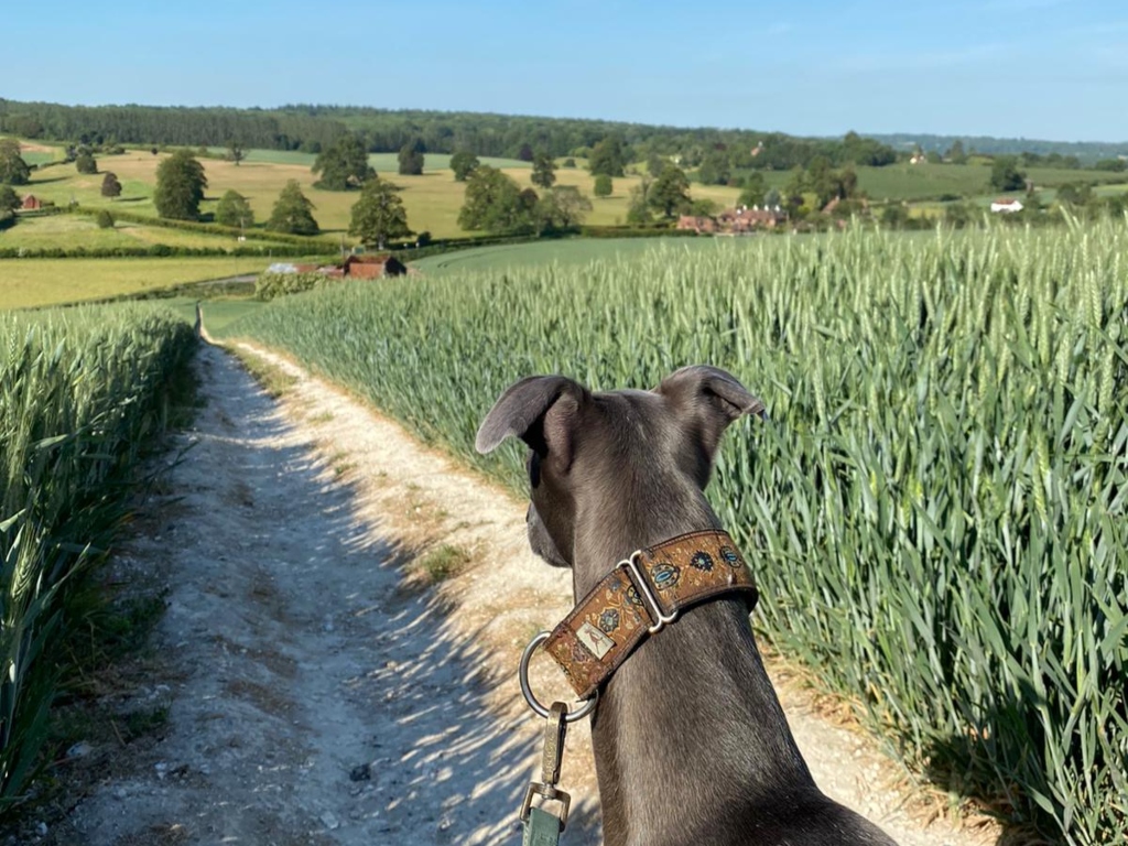 Dog on a dirt path through the middle of a crop field