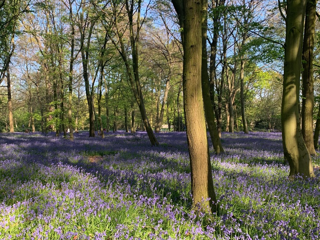 Woodland with bluebells 