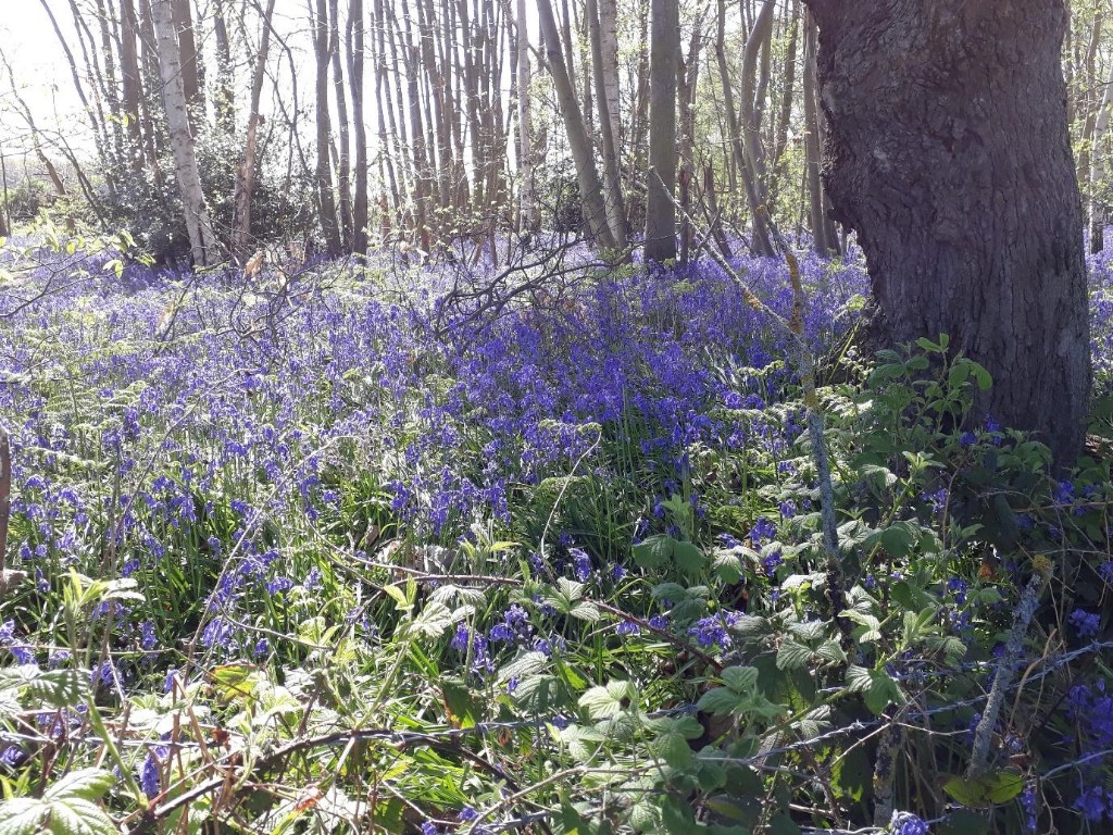 Woods with bluebells