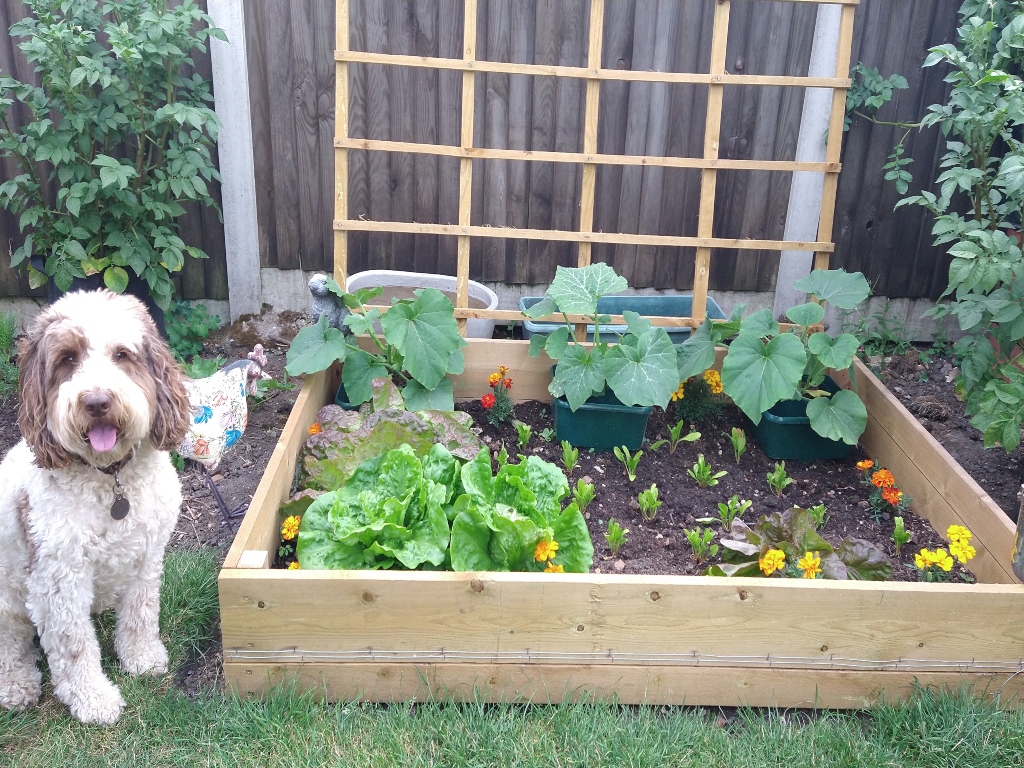 Dog sitting next to a garden vegetable box 