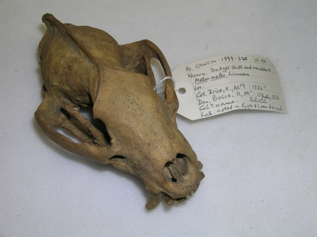 Animal skull with information tag attached