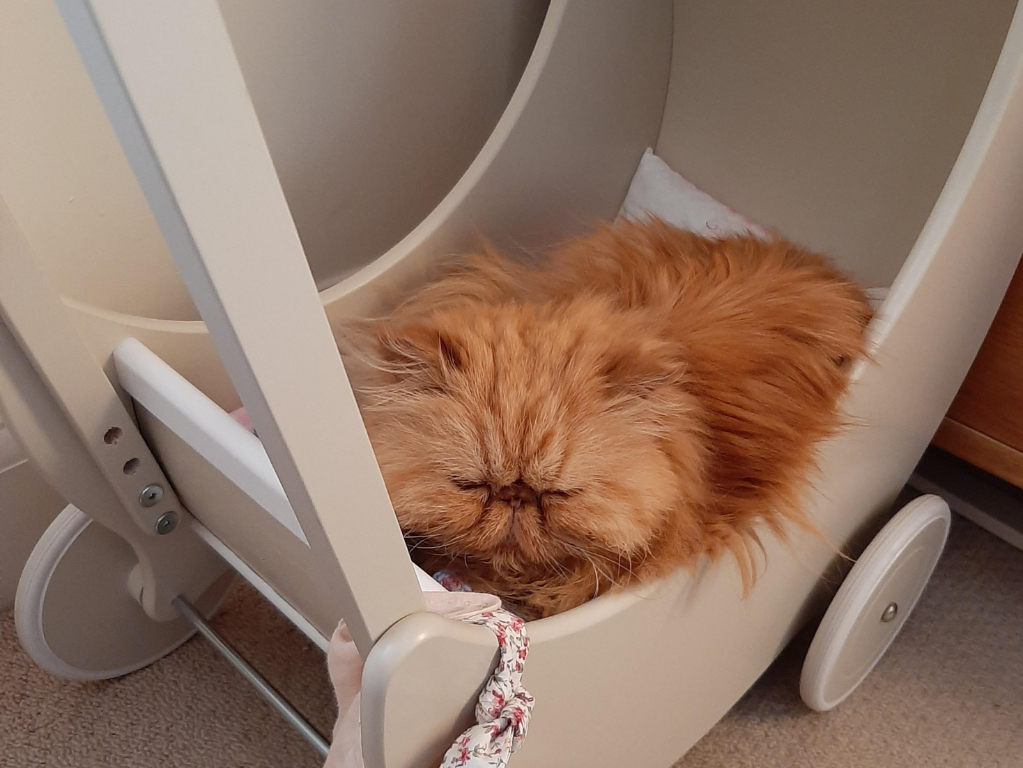 Ginger cat sitting in a pram