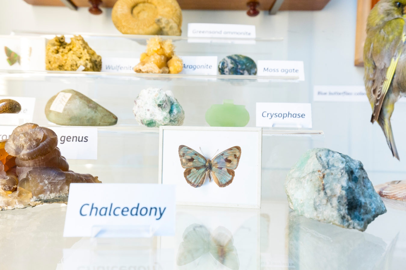Rocks and other colourful items in The Colour and Camouflage Gallery cabinet.