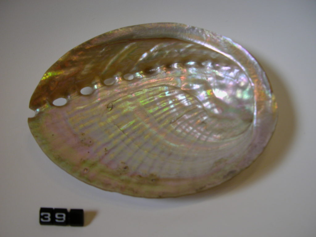 Abalone shell with outer part removed