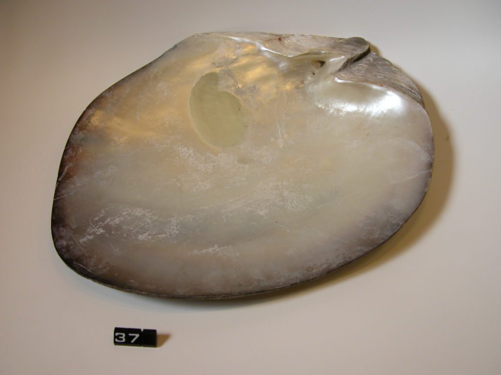 Shell of a pearl oyster (Avicula)