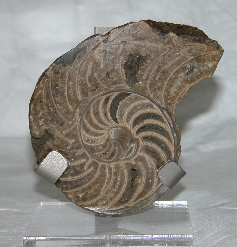 Fossil nautilus cut in half