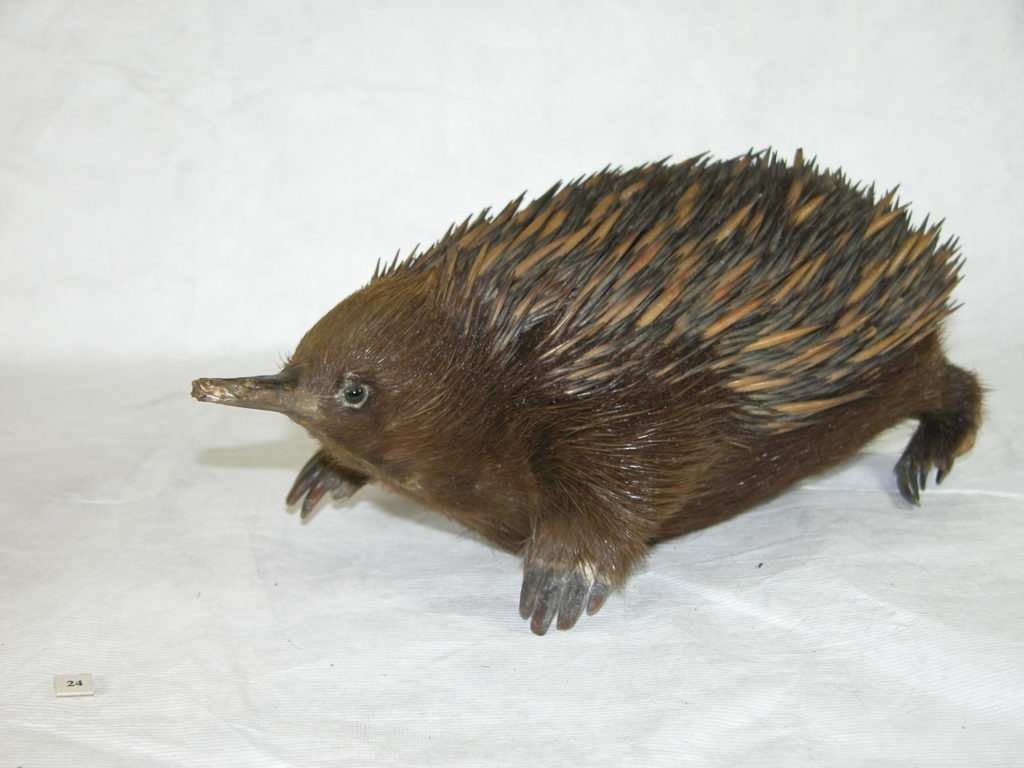 Spiny anteater