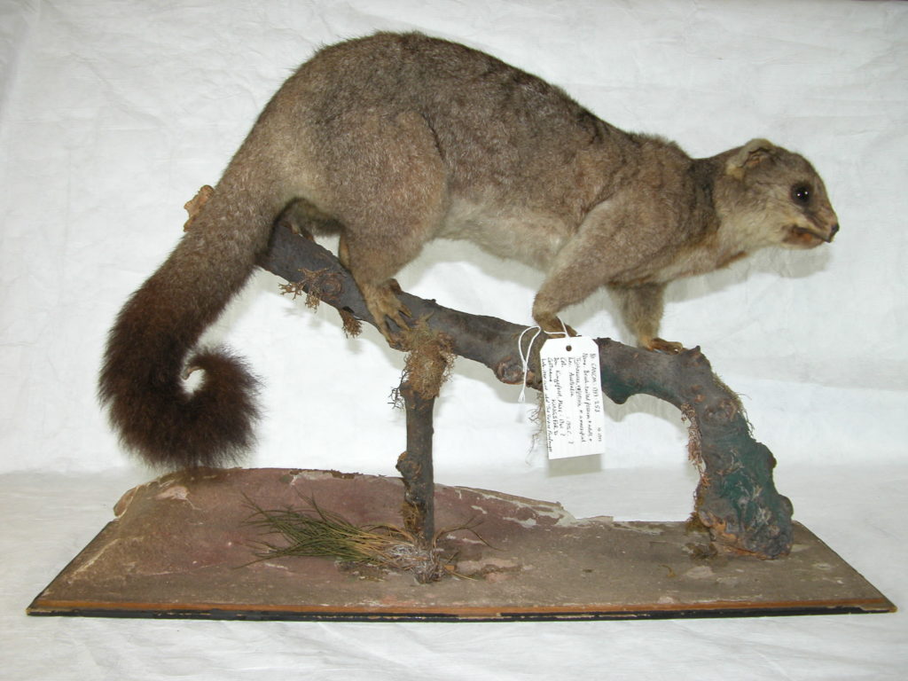 Brush tailed possum