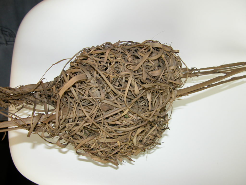 Nest of a Reed Warbler