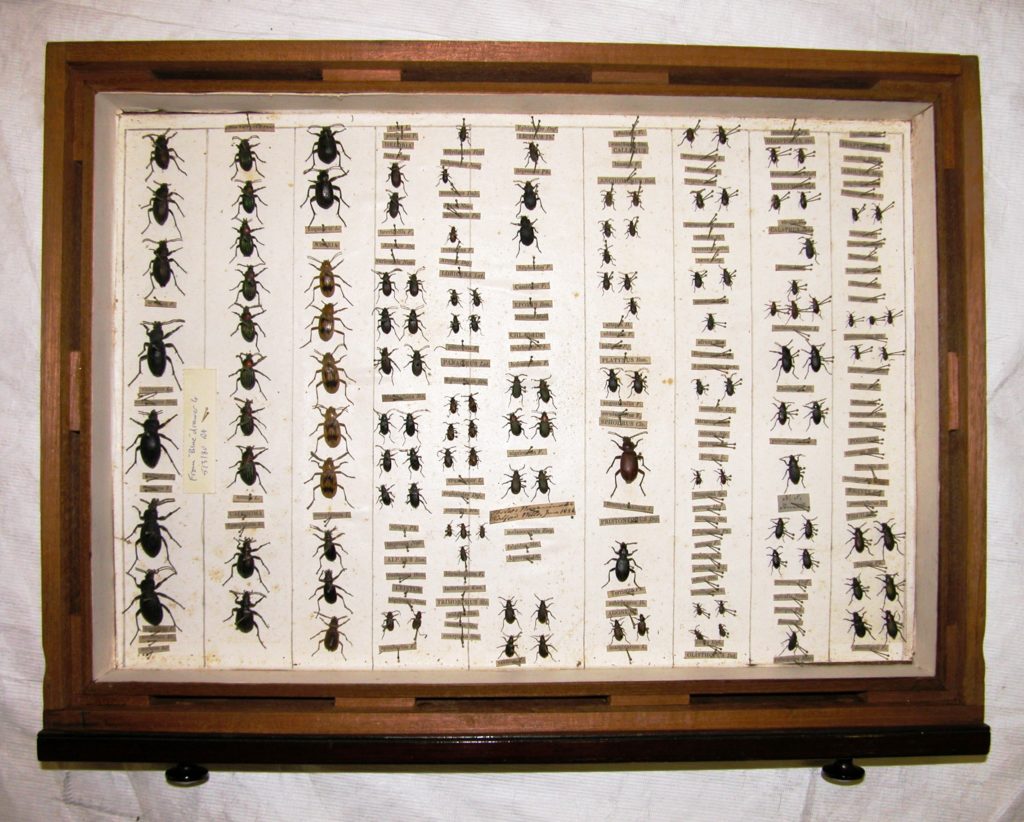 Drawer of South American insects
