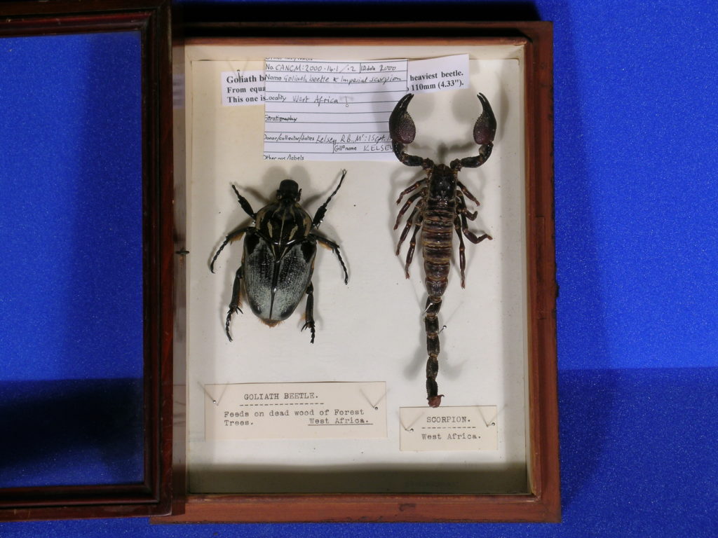 Goliath beetle in a box with imperial scorpion