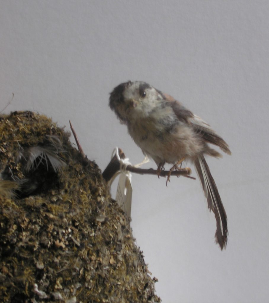 Nest of a Long-tailed tit
