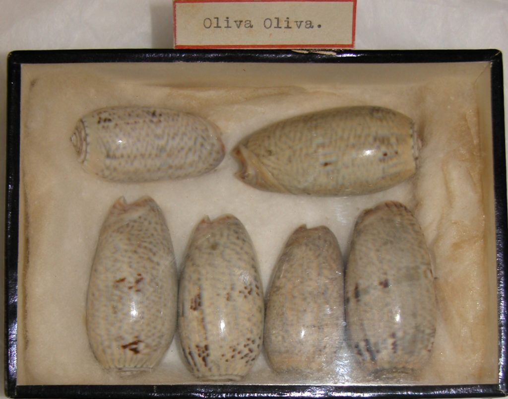 Gastropoda shells – Oliva oliva