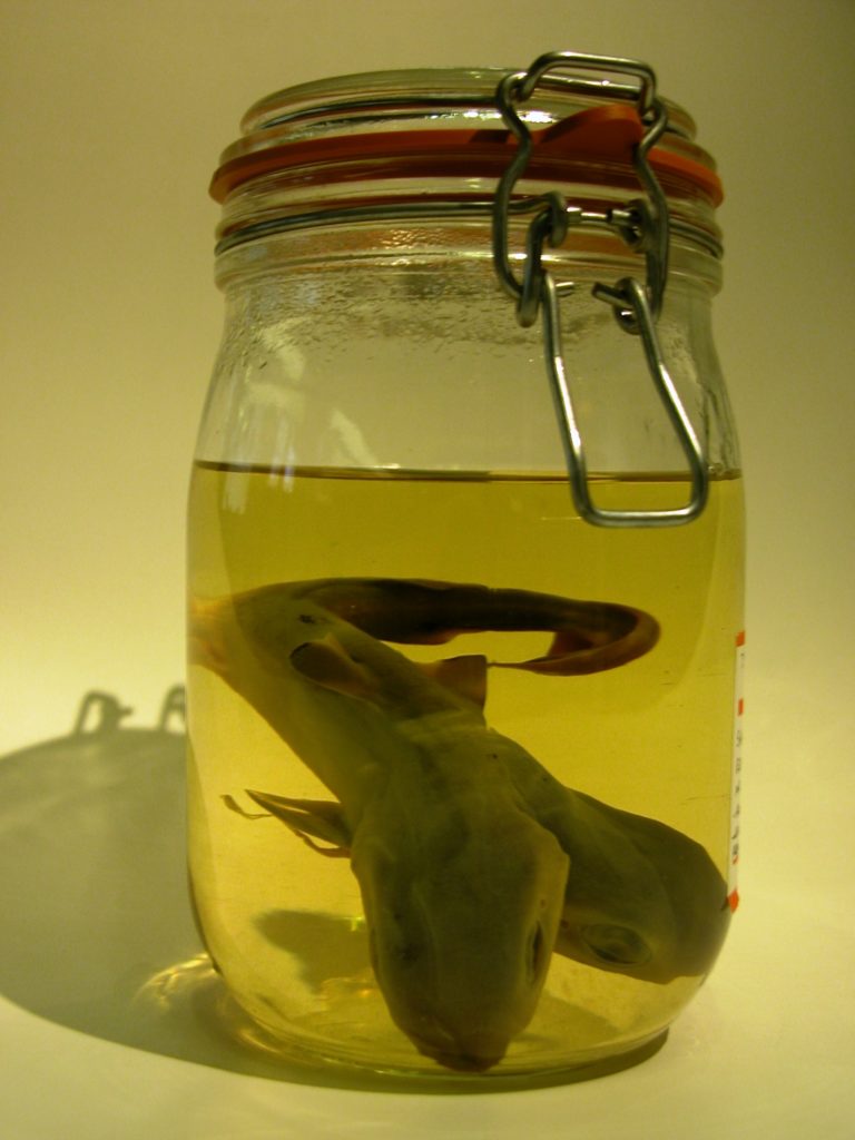 Two-headed shark in a jar