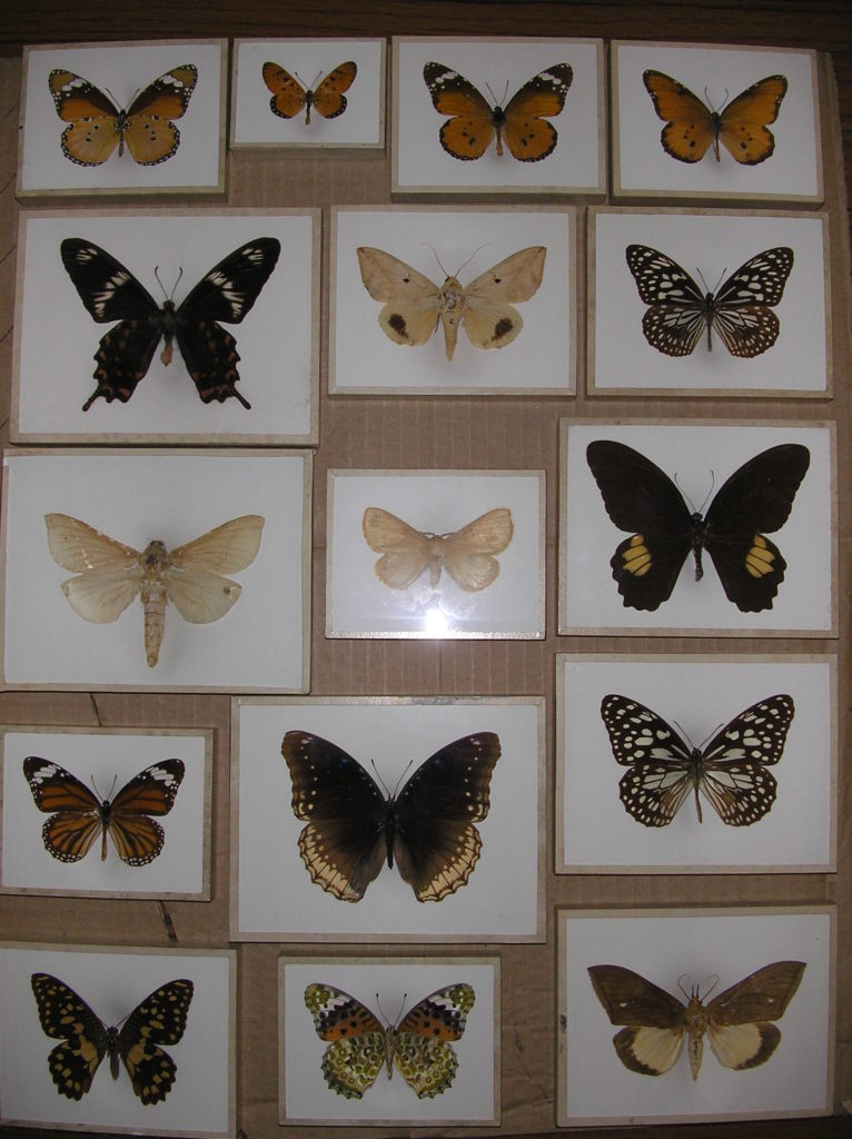 Boxes of butterflies