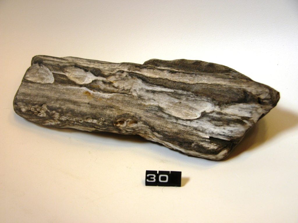 Fossilised wood