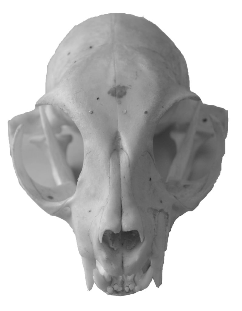 Cat skull and jawbone