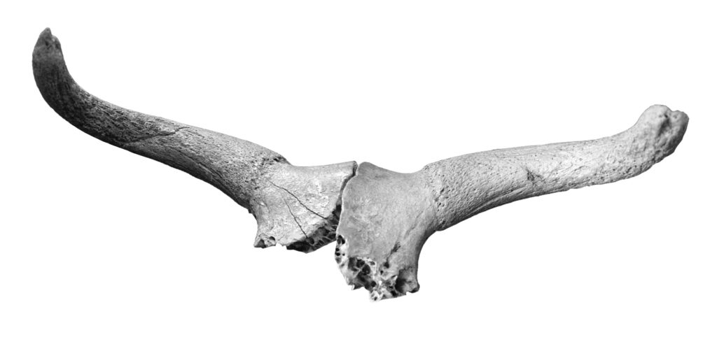 Aurochs skull fragments