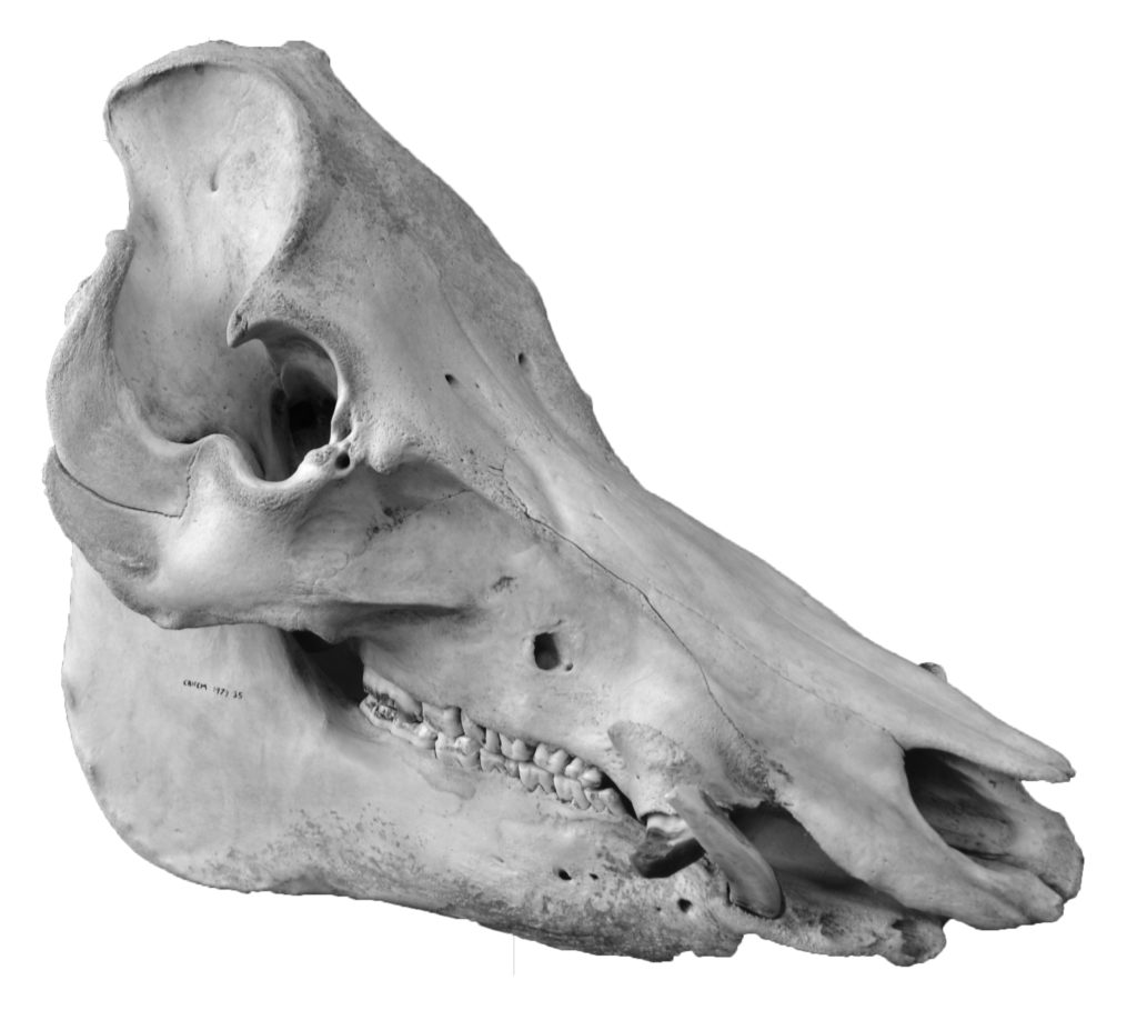 Wild boar skull and jawbone
