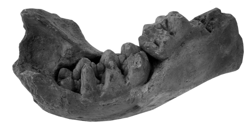 Cast of part of a Mastodon andium lower jaw