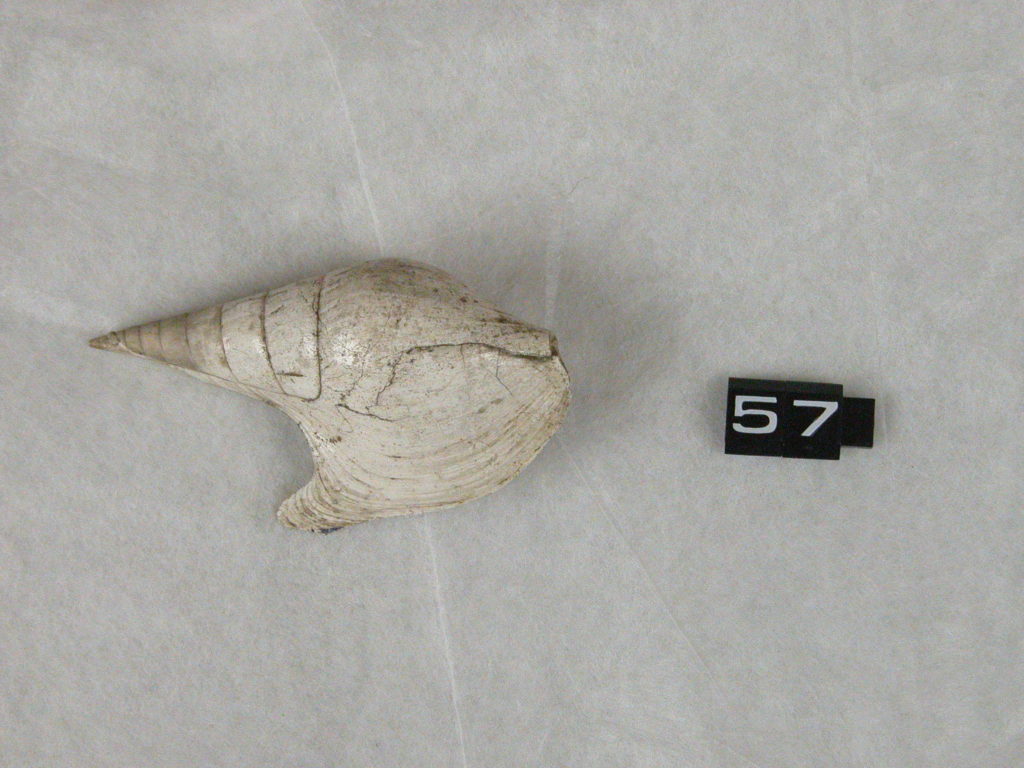 Eocene shells