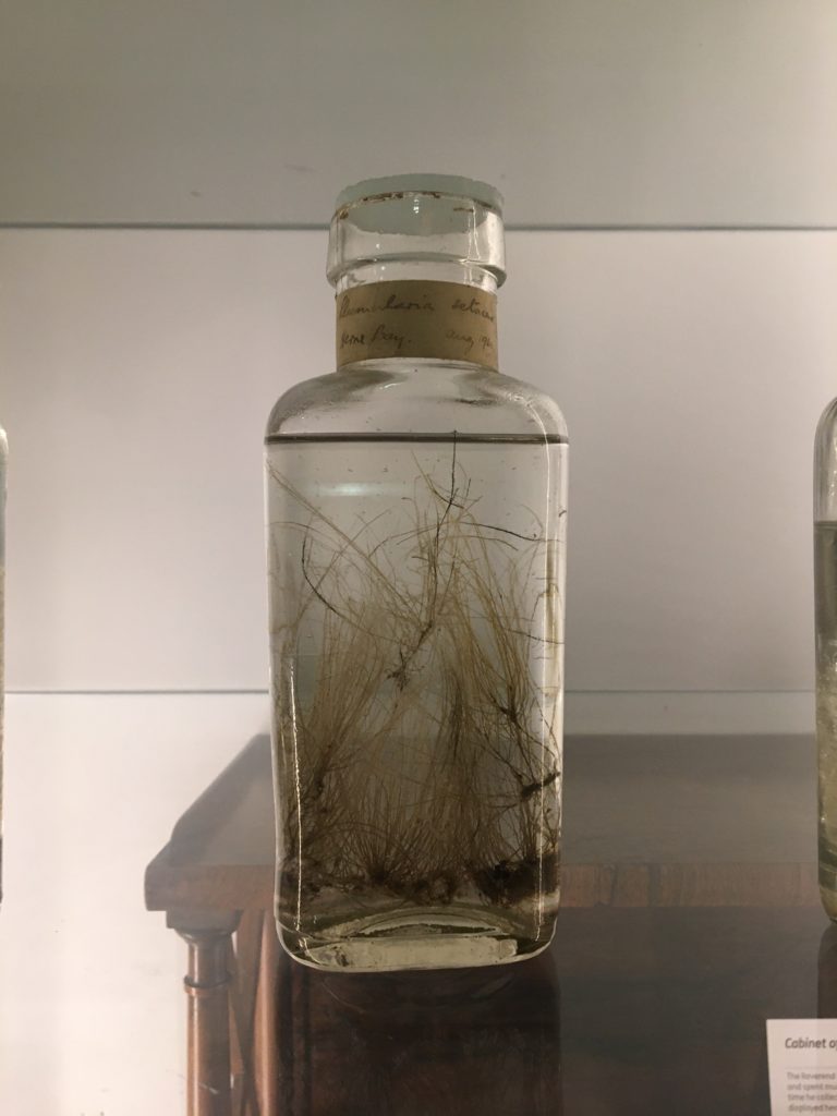 Plumed hydroid – sertularia abietina