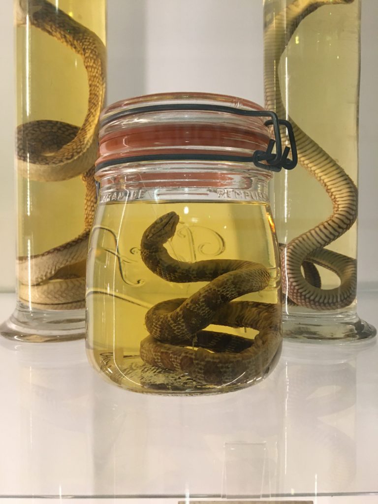 Colubrid snake – simotes arnesis or oligodon arnesis