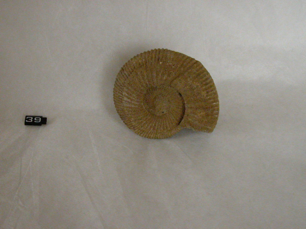 Greensand ammonite