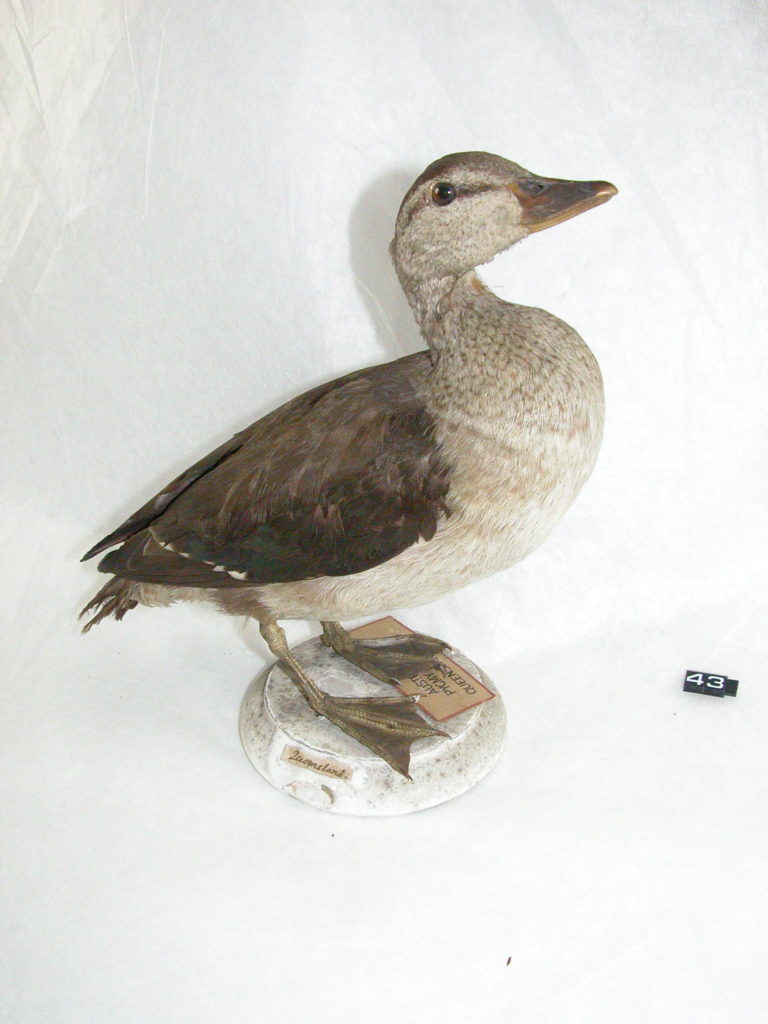 Australian pygmy goose