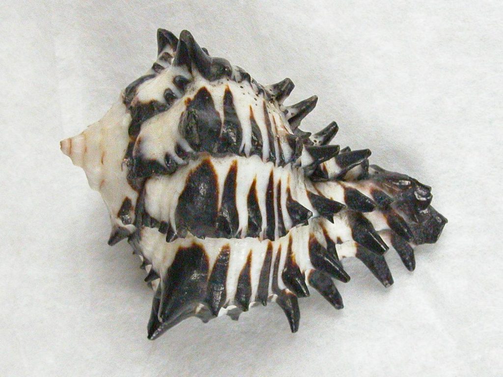 Shell The black and white Muricanthus