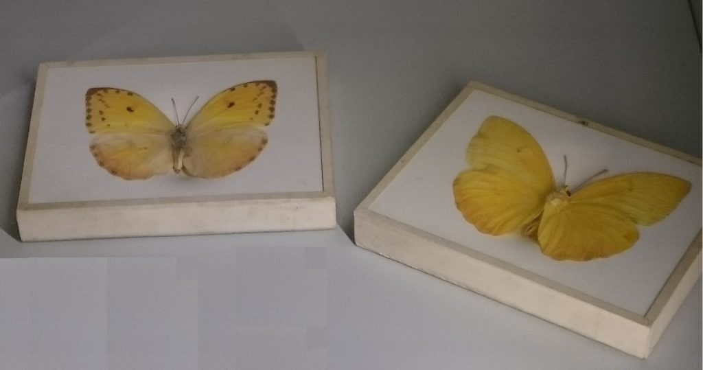 Yellow and red butterflies
