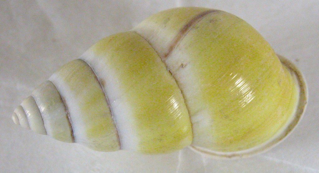 Yellow land snail