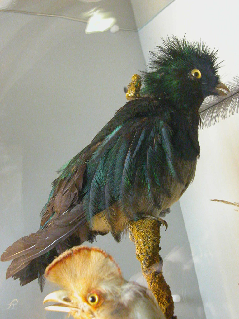 Female Quetzal