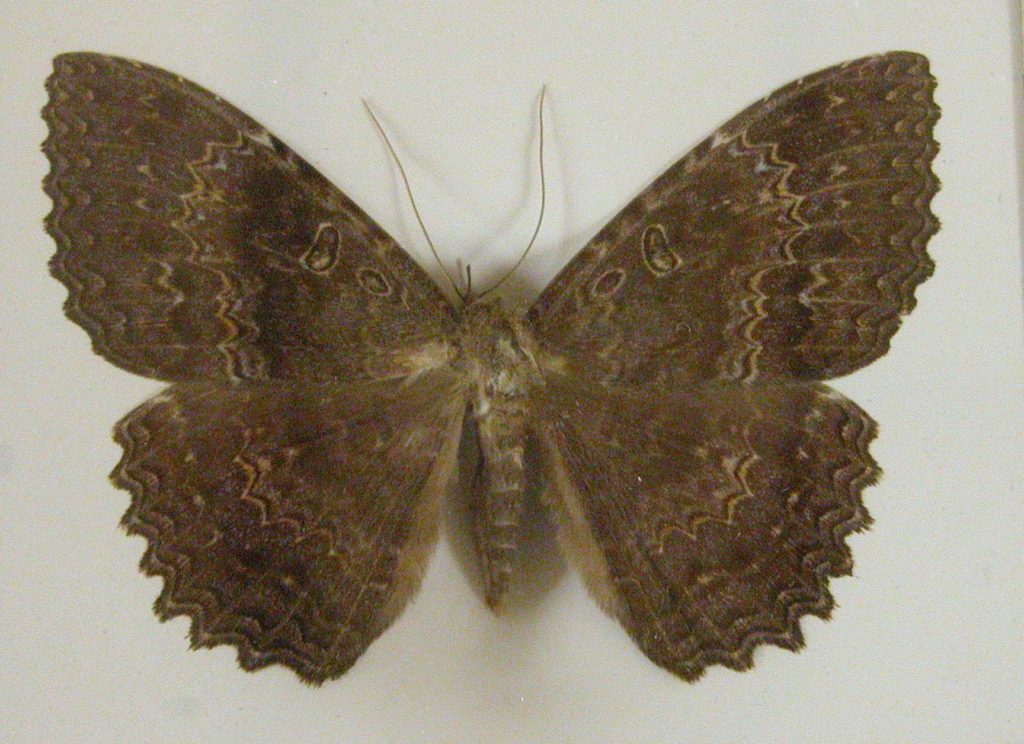 Butterfly with wood mimicry