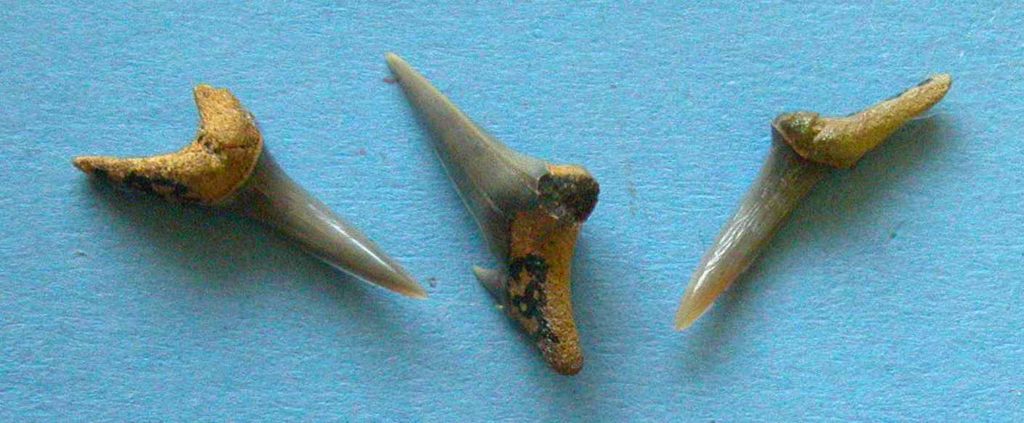 Blue Fossil Sharks Teeth from Beltinge, Herne Bay