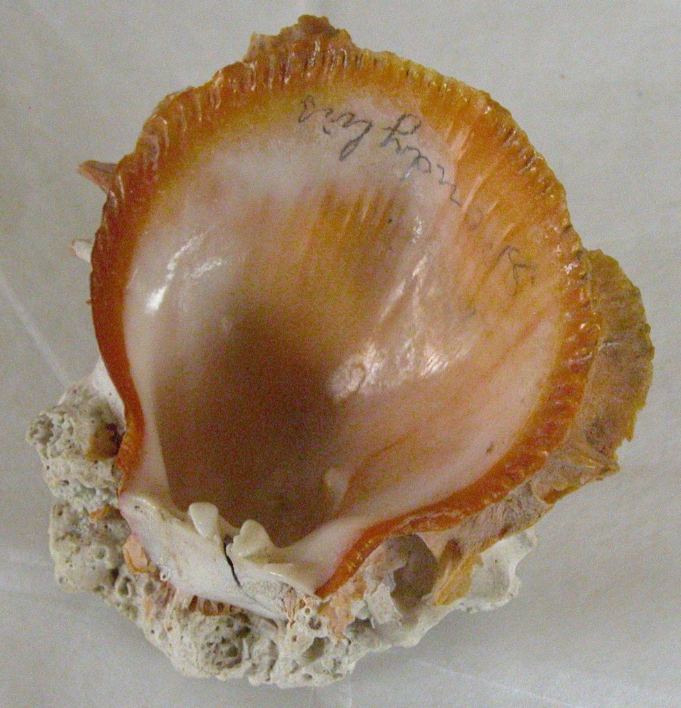 Atlantic thorny oyster