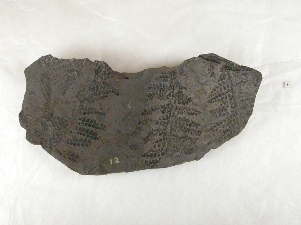 Fossil fern leaves from the old Chislet  colliery near Canterbury