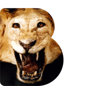 B shaped window through which is a lion skin with taxidermy head with open eyes and snarling mouth