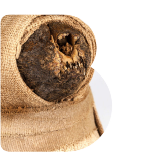 B shaped window through which is a mummified cat whose teeth and snout are exposed 